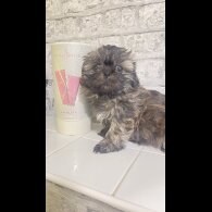 Shih Tzu - Bitches