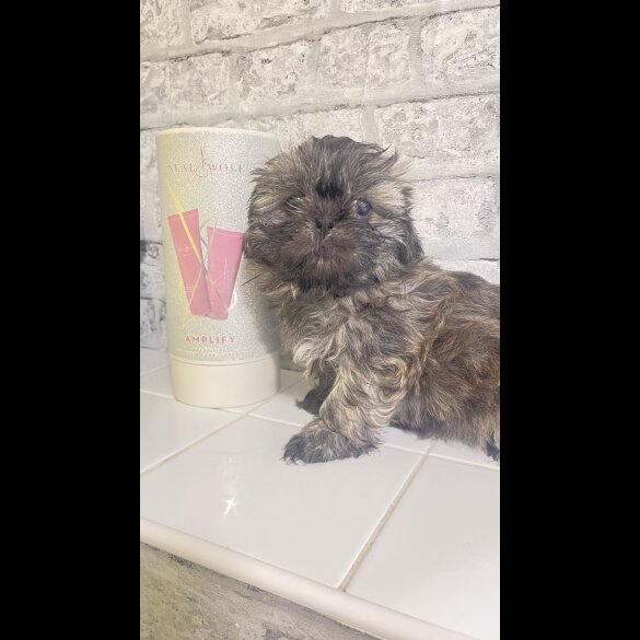 Shih Tzu - Bitches