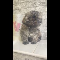 Shih Tzu - Bitches