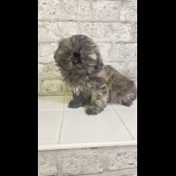 Shih Tzu - Bitches