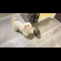 Shih Tzu - Bitches