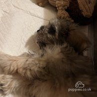 Shih Tzu - Dogs