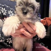 Shih Tzu - Dogs