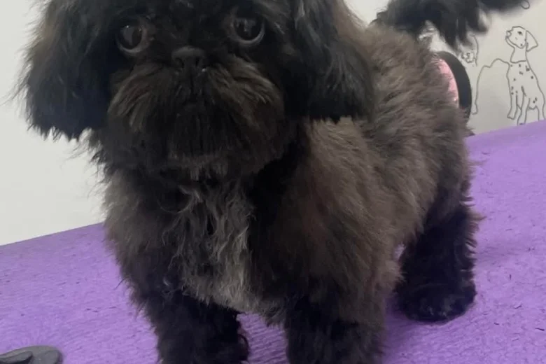 Shih Tzu