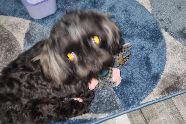 Shih Tzu