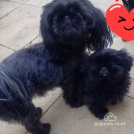 Shih Tzu - Both