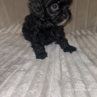 Shihpoo - Both