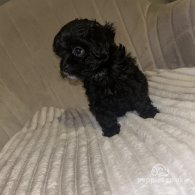 Shihpoo - Both