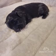 Shihpoo - Both