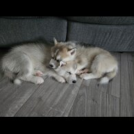 Siberian Husky - Both