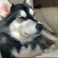 Siberian Husky - Both