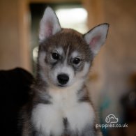 Siberian Husky - Both