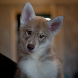 Siberian Husky - Both