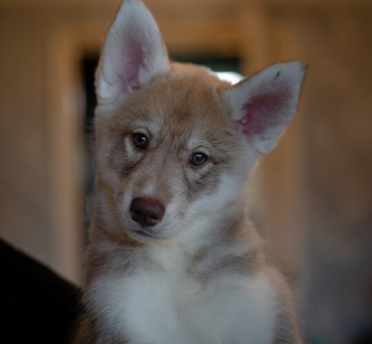 Siberian Husky