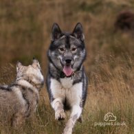 Siberian Husky - Both