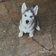 Siberian Husky - Both