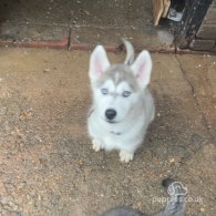 Siberian Husky - Both