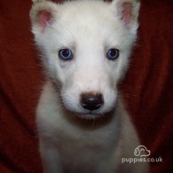 Siberian Husky - Both