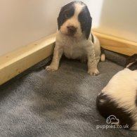 English Springer Spaniel - Both