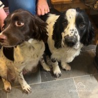 English Springer Spaniel - Both