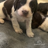 English Springer Spaniel - Both