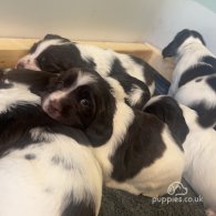 English Springer Spaniel - Both