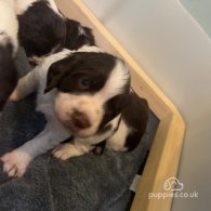 English Springer Spaniel - Both