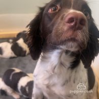 English Springer Spaniel - Both