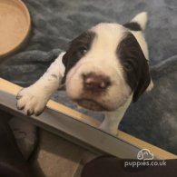 English Springer Spaniel - Both