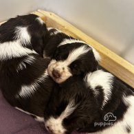 English Springer Spaniel - Both