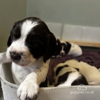 English Springer Spaniel - Both