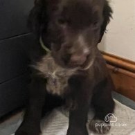 Sprocker Spaniel - Both