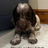 Sprocker Spaniel - Both