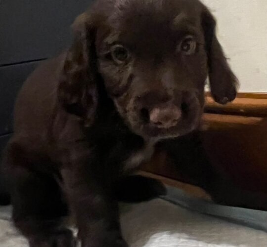 Sprocker Spaniel