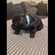 Sprocker Spaniel - Both