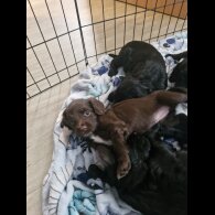 Sprocker Spaniel - Both