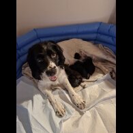 Sprocker Spaniel - Both