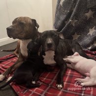 Staffordshire Bull Terrier - Dogs