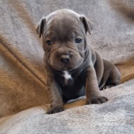 Staffordshire Bull Terrier - Bitches