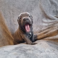 Staffordshire Bull Terrier - Bitches