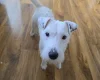 Parson Russell Terrier