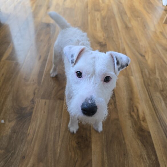 Parson Russell Terrier