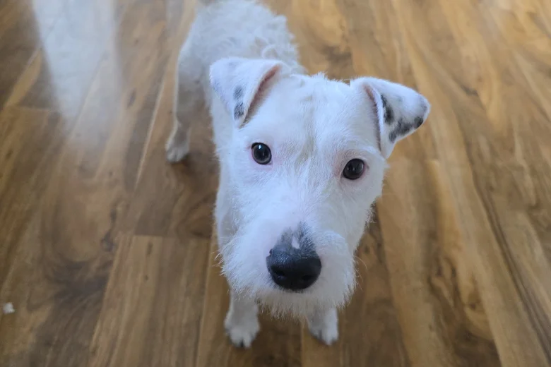 Parson Russell Terrier