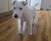 Parson Russell Terrier