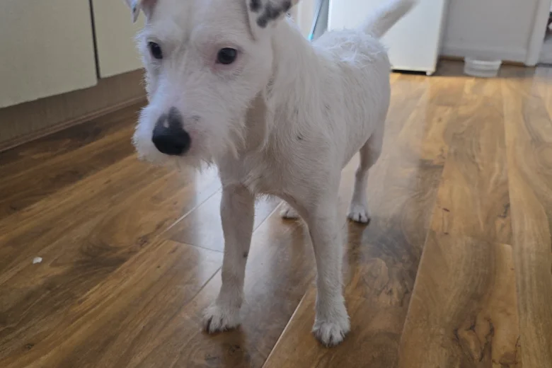 Parson Russell Terrier