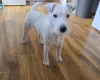 Parson Russell Terrier