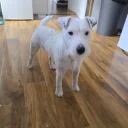 Parson Russell Terrier