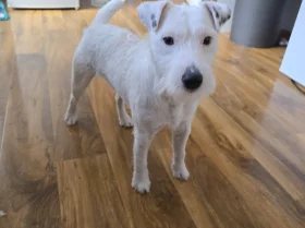 Parson Russell Terrier