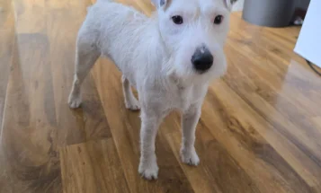 Parson Russell Terrier