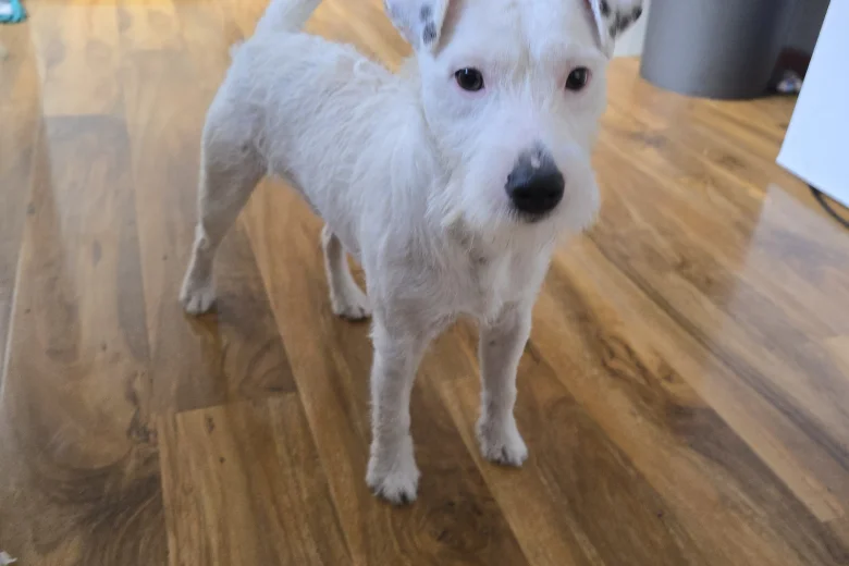 Parson Russell Terrier